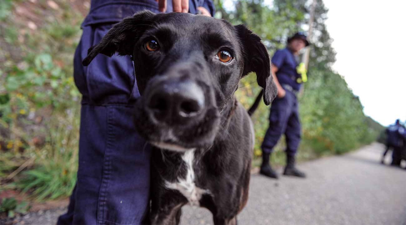 Canine at work in a fire/disaster scenario where fire fighters, USAR and canines come together to succeed.